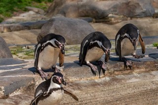 Falkland Islands weather forecast