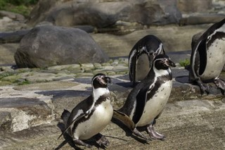 Falkland Islands weather forecast