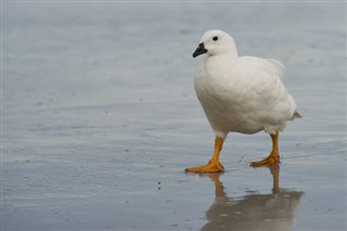 Falklandsøerne vejrudsigt