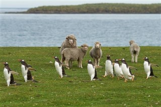 Falklandsøerne vejrudsigt