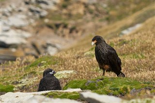 Falklandsøerne vejrudsigt