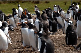 Falkland adaları Hava tahmini