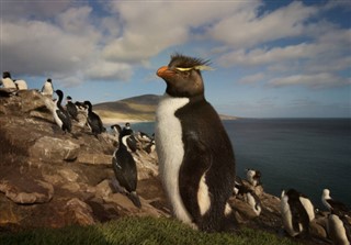 Falklandsøerne vejrudsigt