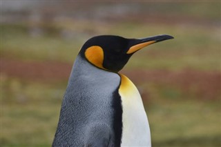 Falkland adaları hava tahmini
