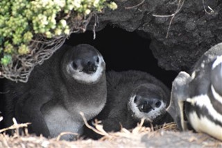 Falklandsøerne vejrudsigt
