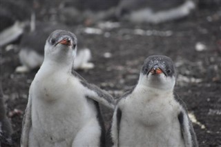 Falkland adaları hava tahmini