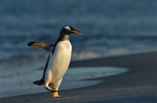 Falklandsøerne vejrudsigt