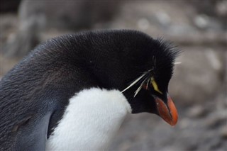 Falkland Eilanden Weersverwachting