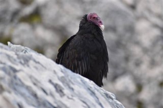 Falkland adaları hava tahmini