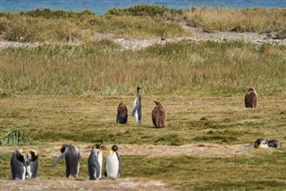 Falklandsøerne vejrudsigt