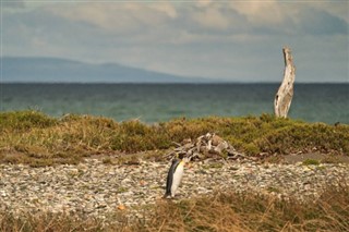 Falklandsøerne vejrudsigt