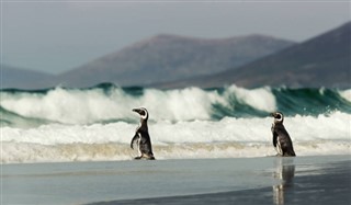Falkland adaları hava tahmini