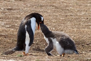 Falklandy předpověď počasí