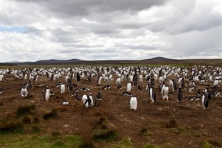 Falkland adaları Hava tahmini