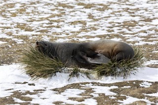 Falklandsøerne vejrudsigt