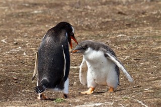 les îles Falkland prévisions météorologiques