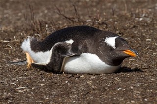 les îles Falkland prévisions météorologiques