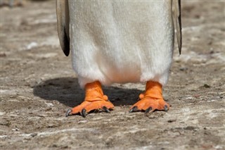 Falklandsøerne vejrudsigt