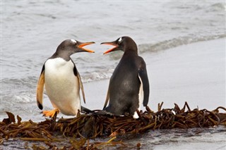Falklandsøerne vejrudsigt