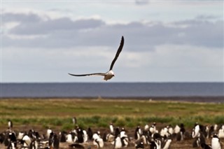 Falkland adaları hava tahmini