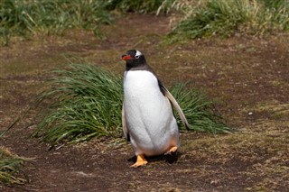les îles Falkland prévisions météorologiques
