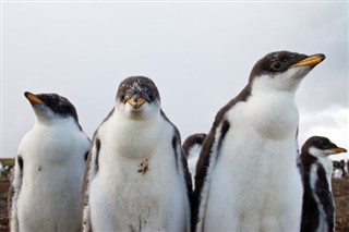 Falklandsøerne vejrudsigt