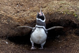 Falkland adaları hava tahmini