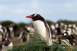 Falklandy předpověď počasí