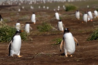 Falklandski otoci vremenska prognoza