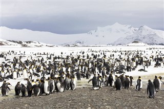 Falklandsøerne vejrudsigt
