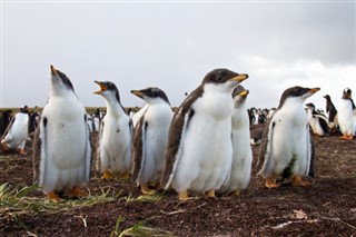 Falklandski otoci vremenska prognoza