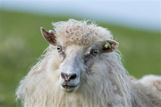 Faroe Adası Hava tahmini