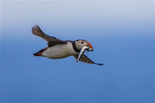 Faroe Adası hava tahmini