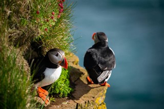 Faroe Adası hava tahmini