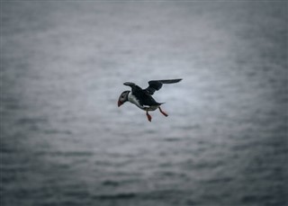 Faroe Adası hava tahmini