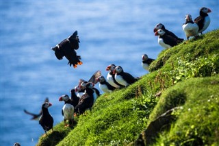 Faroe Adası hava tahmini