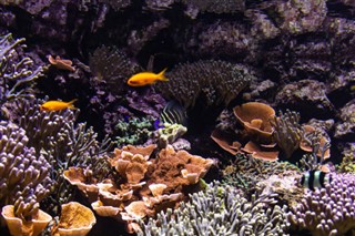 Fiji hava tahmini