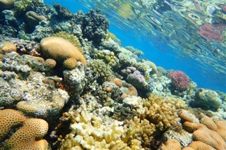 Fiji hava tahmini