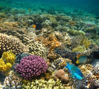 Fiji Hava tahmini