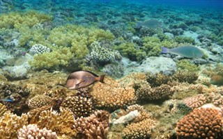 Fiji väderprognos