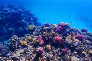 Fiji hava tahmini