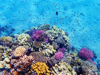 Fiji vejrudsigt