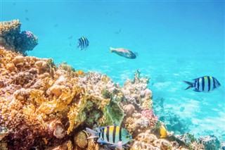 Fiji hava tahmini