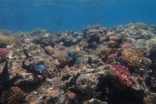 Fiji vejrudsigt