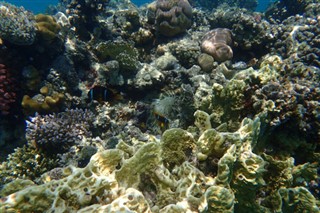 Fiji hava tahmini