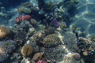 Fiji hava tahmini