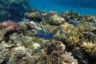 Fiji hava tahmini