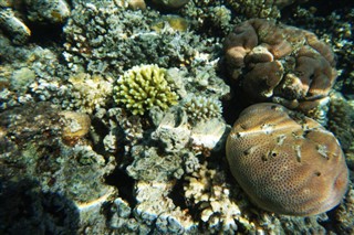 Fiji hava tahmini