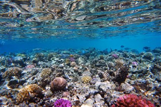 Fiji hava tahmini