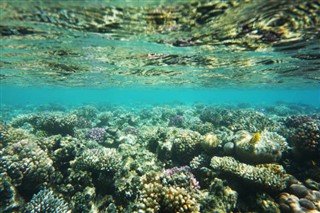 Fiji vejrudsigt